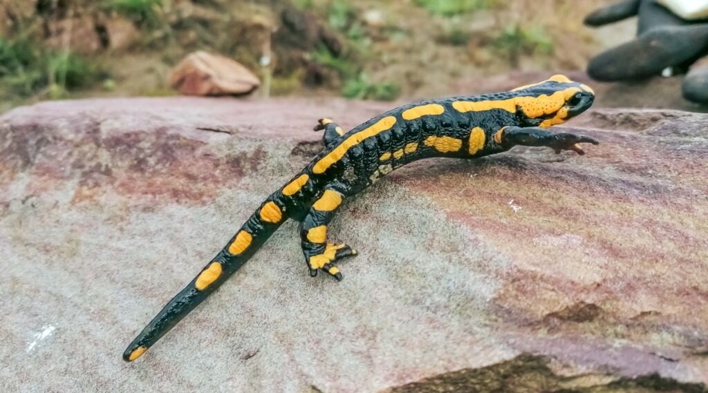 Feuersalamander Steinbruch Vlotho - patroVIT
