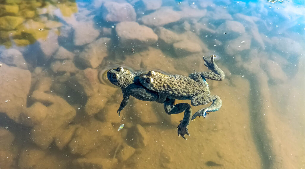 Gelbbauchunken-Paar im Amplexus in einem Ersatzgewässer im Steinbruch Vlotho