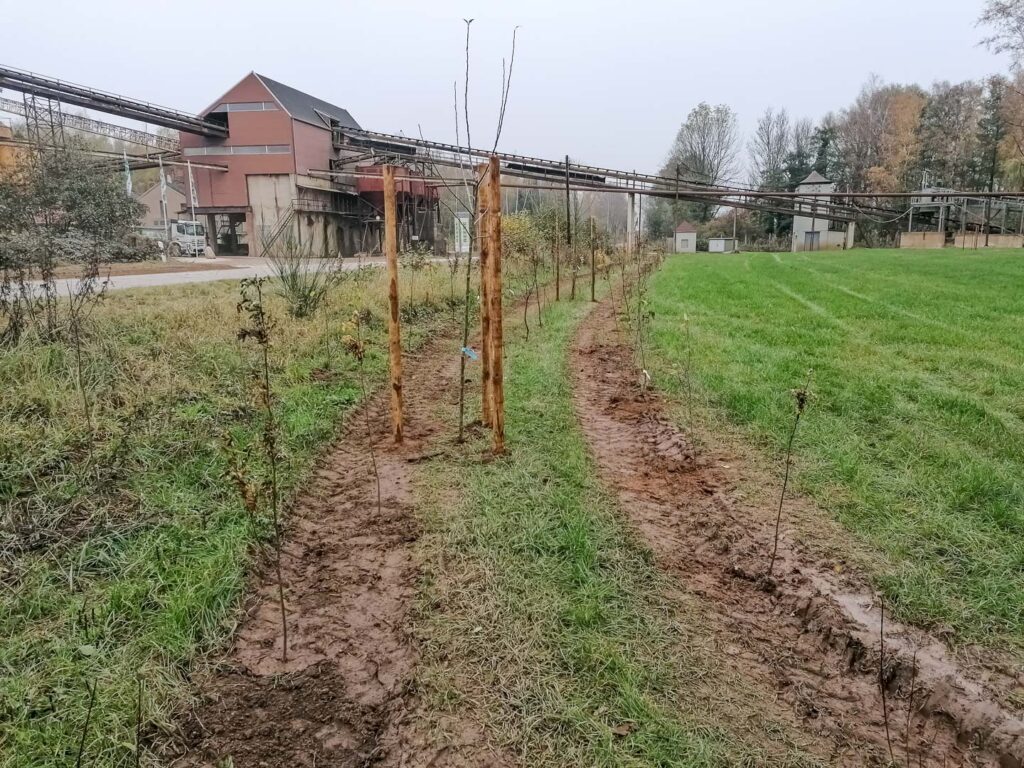 Südwestlich der Straße entstand eine neu gepflanzte Wildgehölzhecke mit 180 heimischen Gehölzen unterschiedlicher Arten.