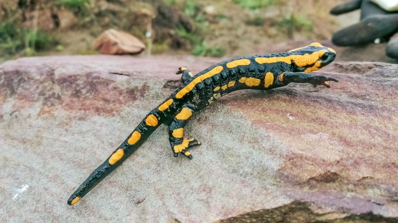 Feuersalamander Steinbruch Vlotho - patroVIT