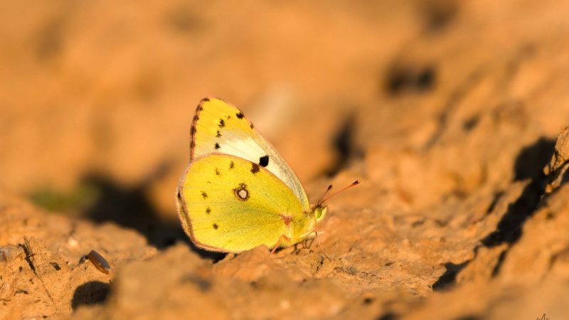 Insekten