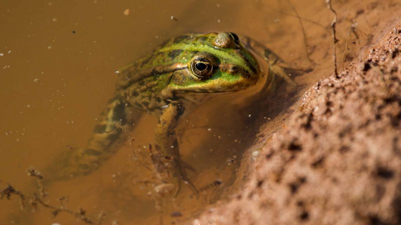Wasserfrosch
